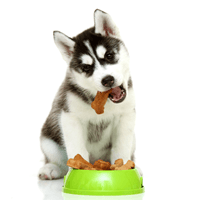 Alimento Balanceado para Perros