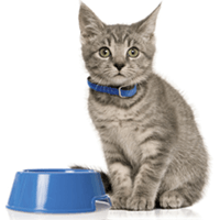 Alimento Balanceado para Gatos