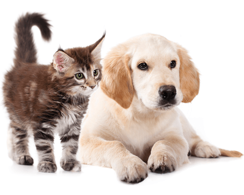 Tienda de mascotas en Bell Ville, Córdoba